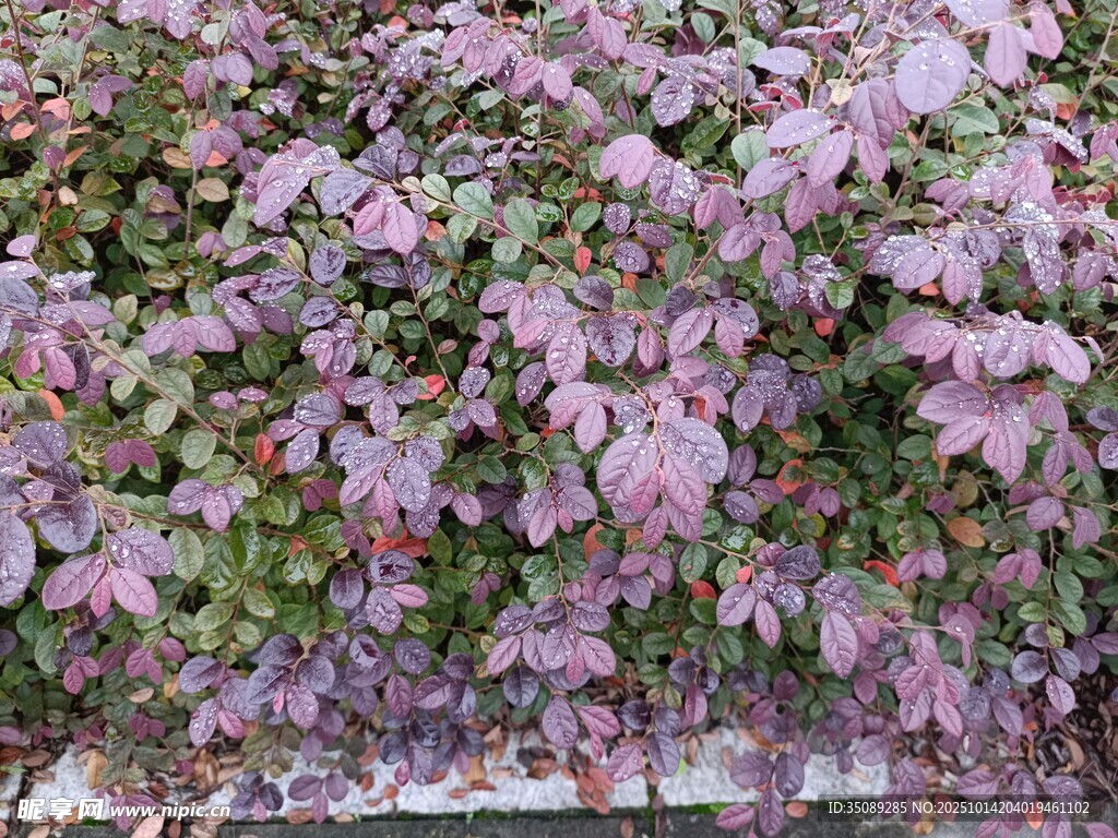 繁茂紫花植物景观