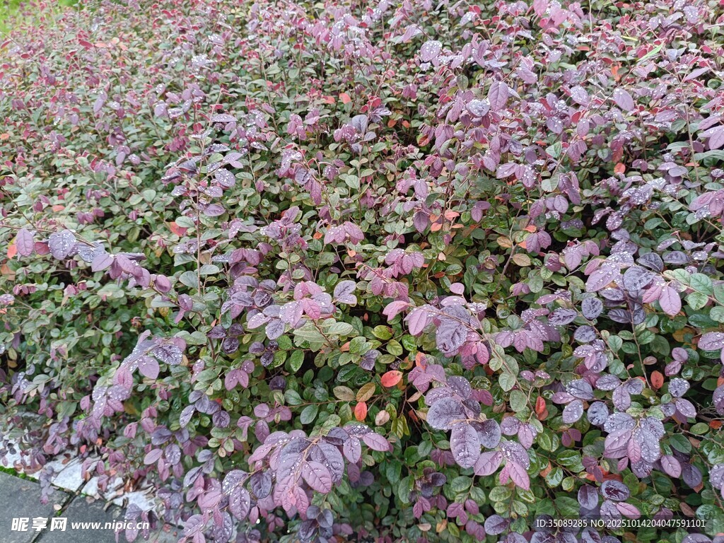 紫色花卉植物景观