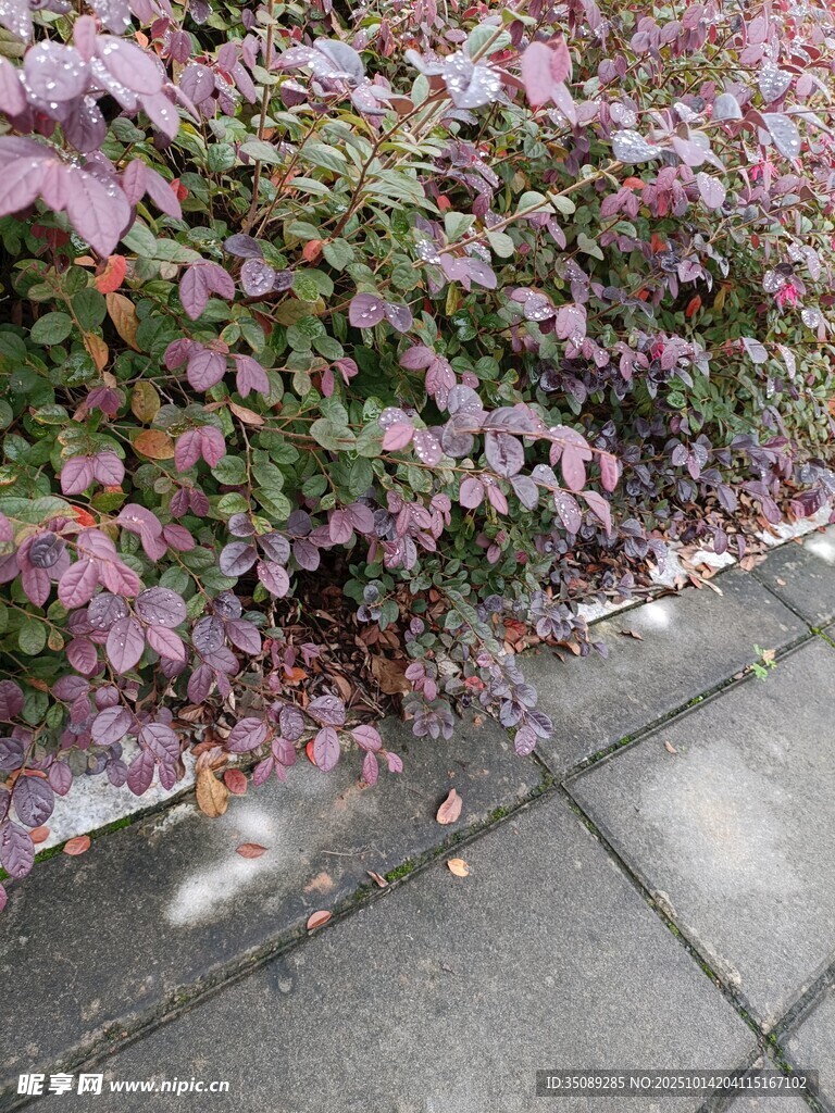 路边多彩植物景观