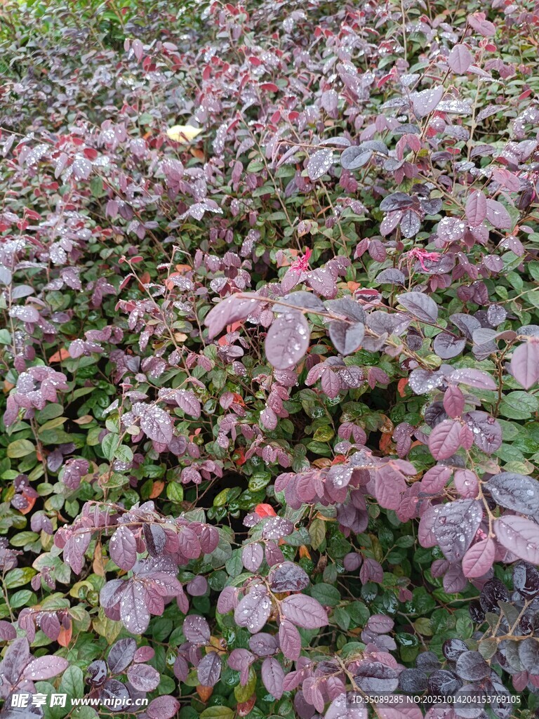 紫红色植物群落