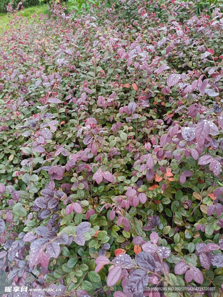 紫色植物景观