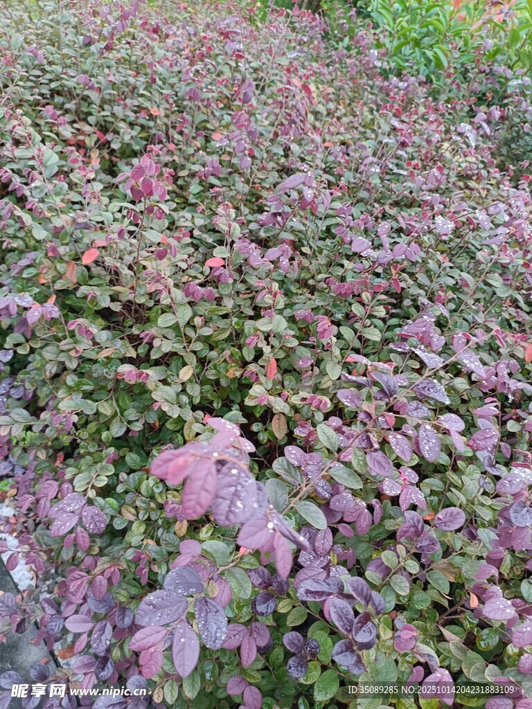 紫色植物景观