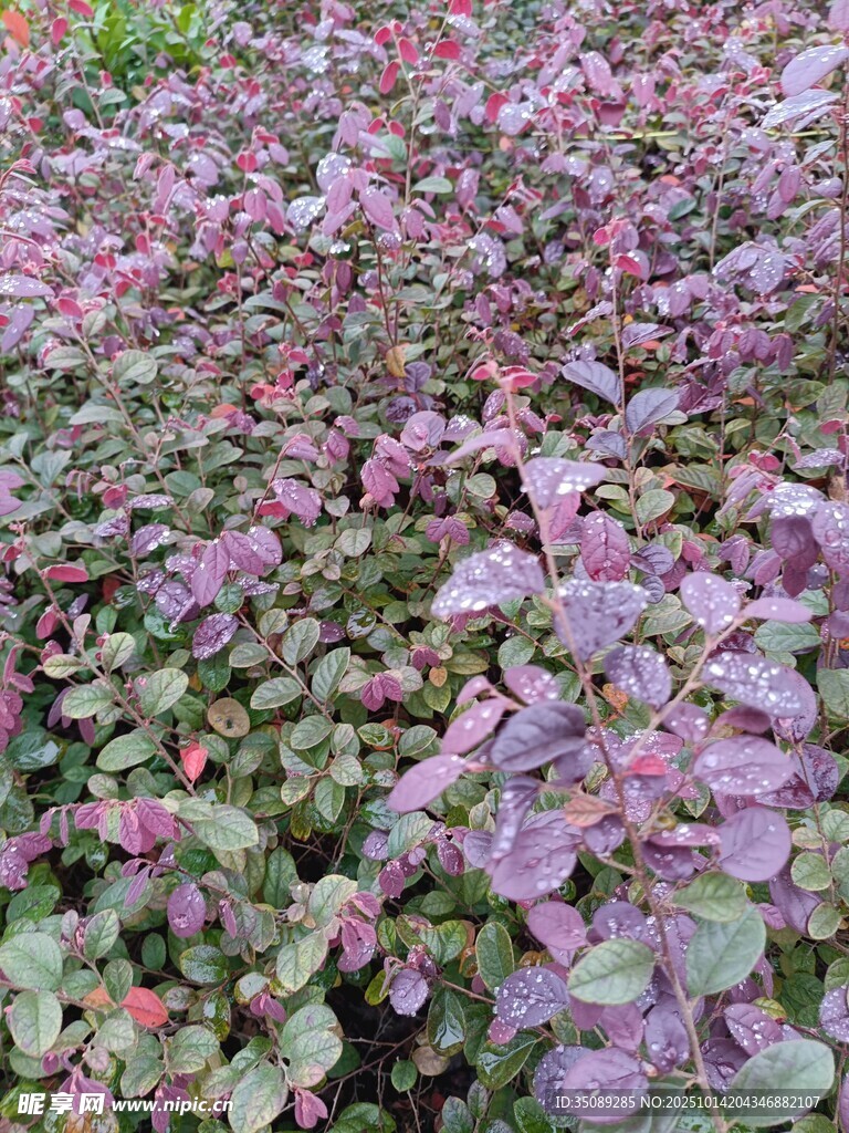 紫叶植物景观