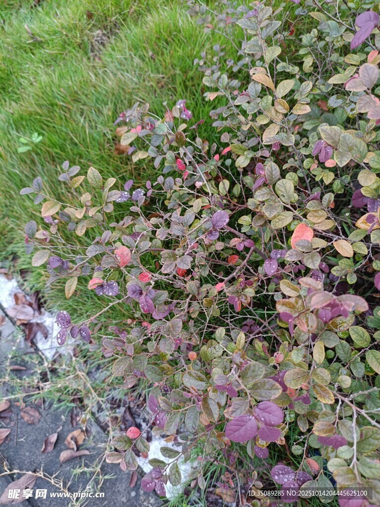 路边多彩植物景观