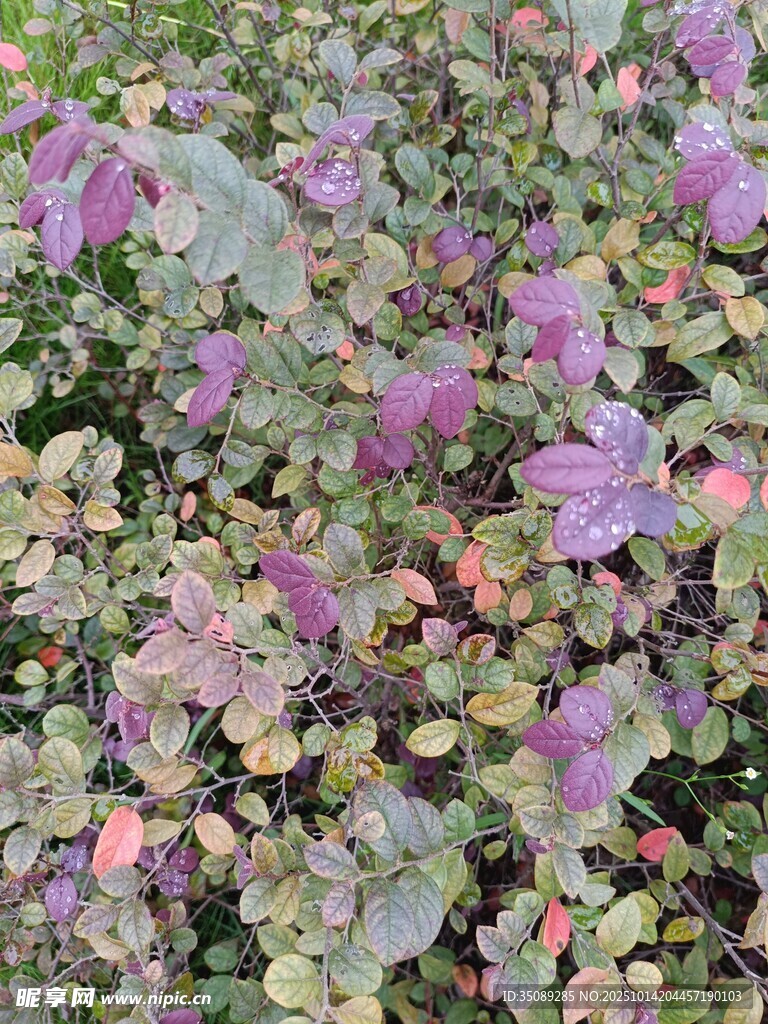 紫色花卉植物特写