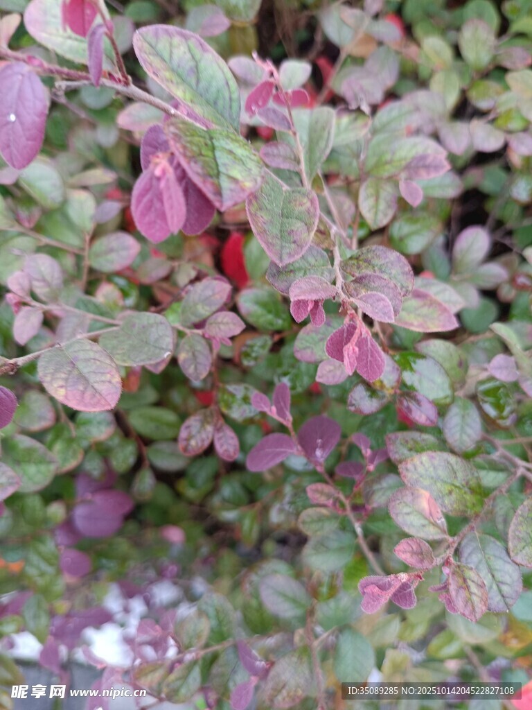 多彩叶片的植物特写