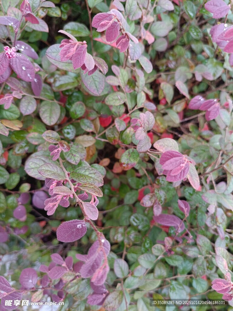 多彩斑斓的植物叶片特写