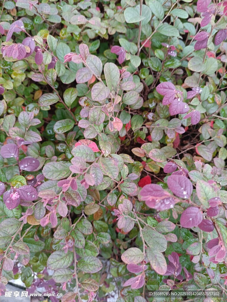多彩斑斓的花叶植物