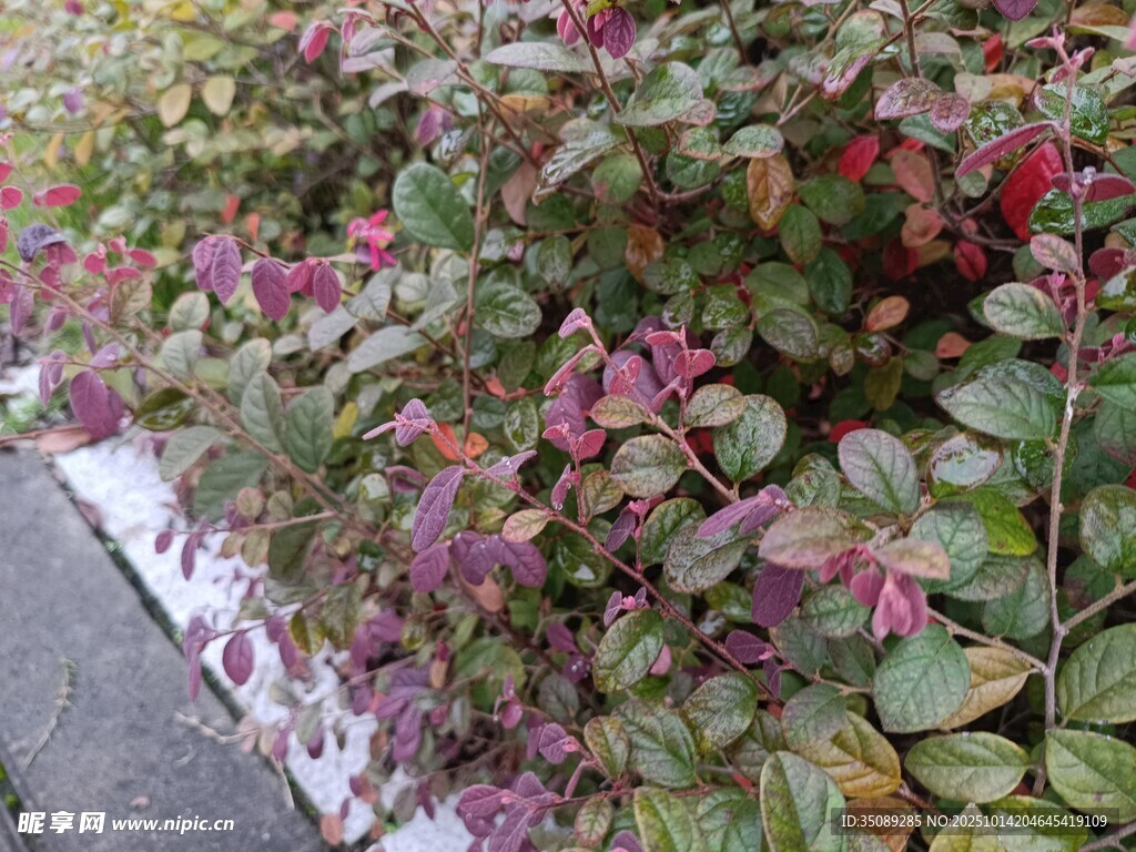 路边多彩繁茂的植物景观