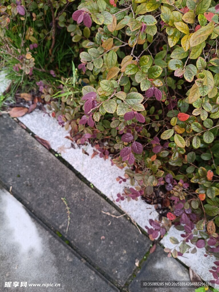 墙边多彩植物景观
