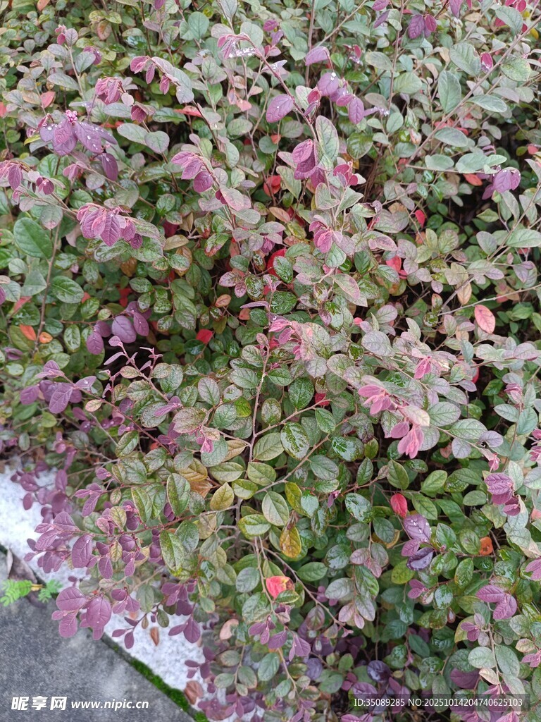 繁茂多彩的花卉植物景观