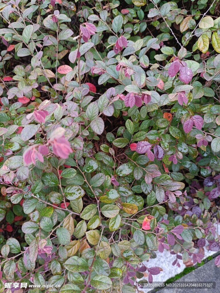 多彩斑斓的植物叶片景观