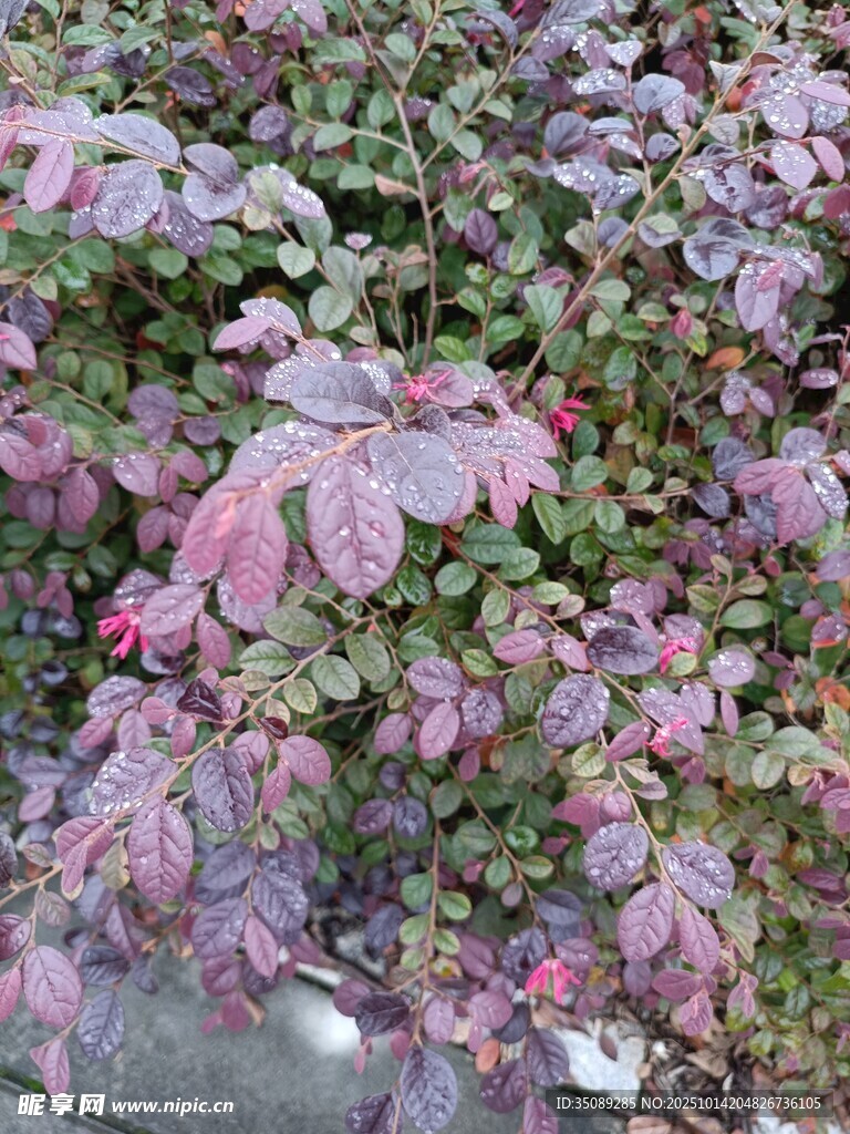 紫叶植物特写