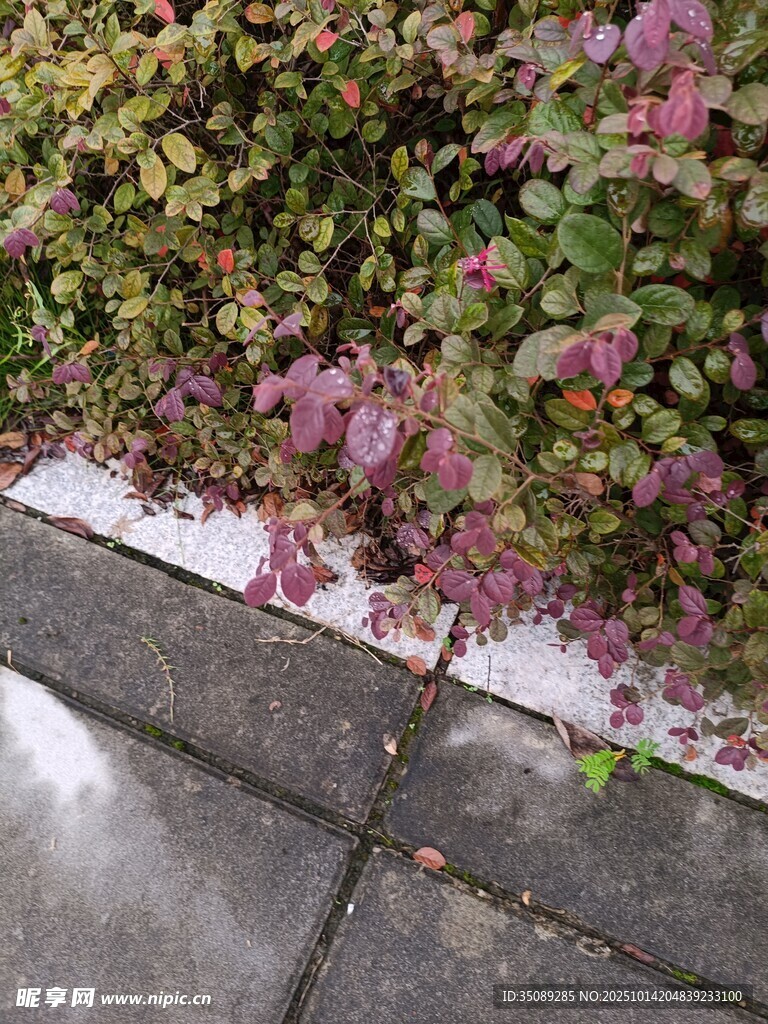 路边多彩植物景观