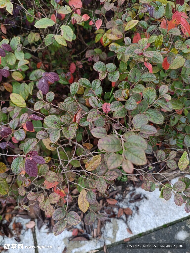 多彩叶片植物特写