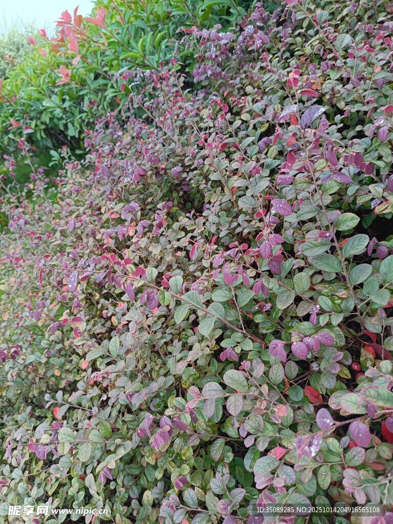紫色植物景观