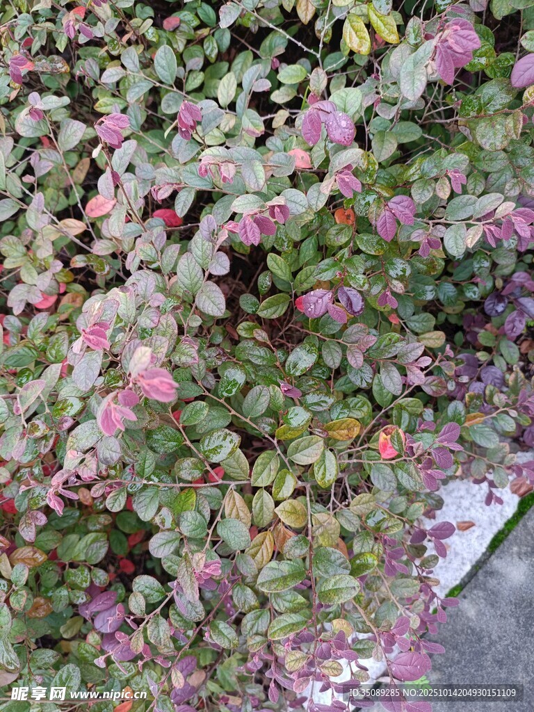 多彩斑斓的植物叶片景观