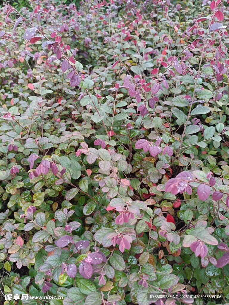 粉色花卉植物景观