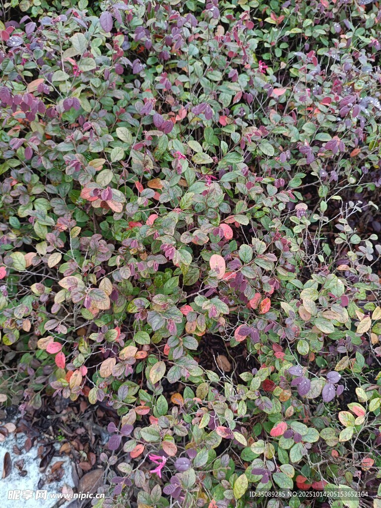 雪中多彩植物景观