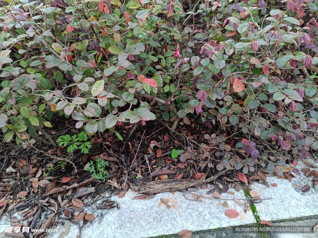 路边生长的带果植物