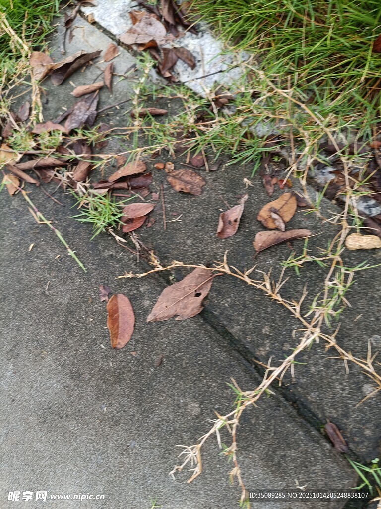 地面上的枯叶与残枝