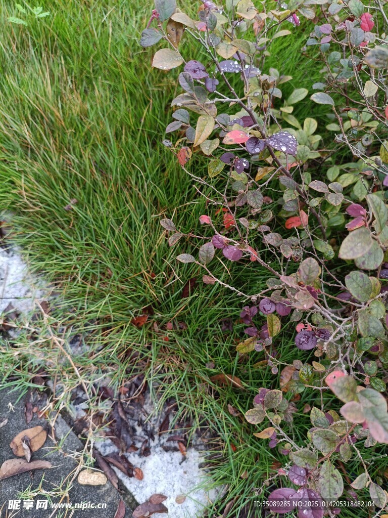 草丛中的多彩植物