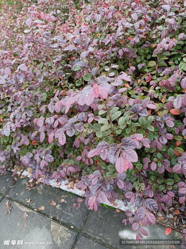 紫叶植物景观