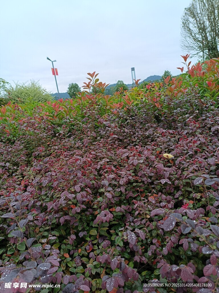 多彩植物景观