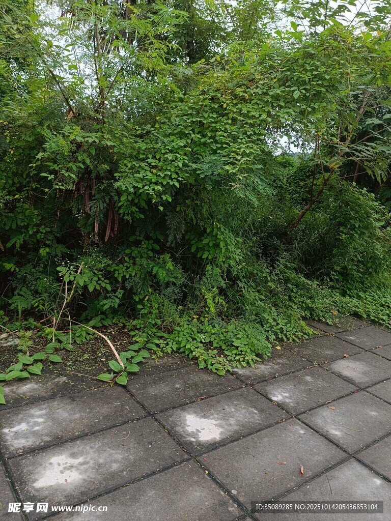 庭院边繁茂绿植与石板路