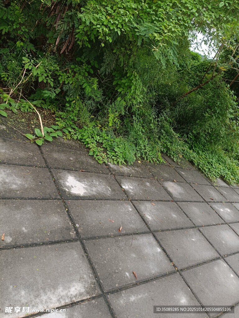 石板小径旁的繁茂绿植