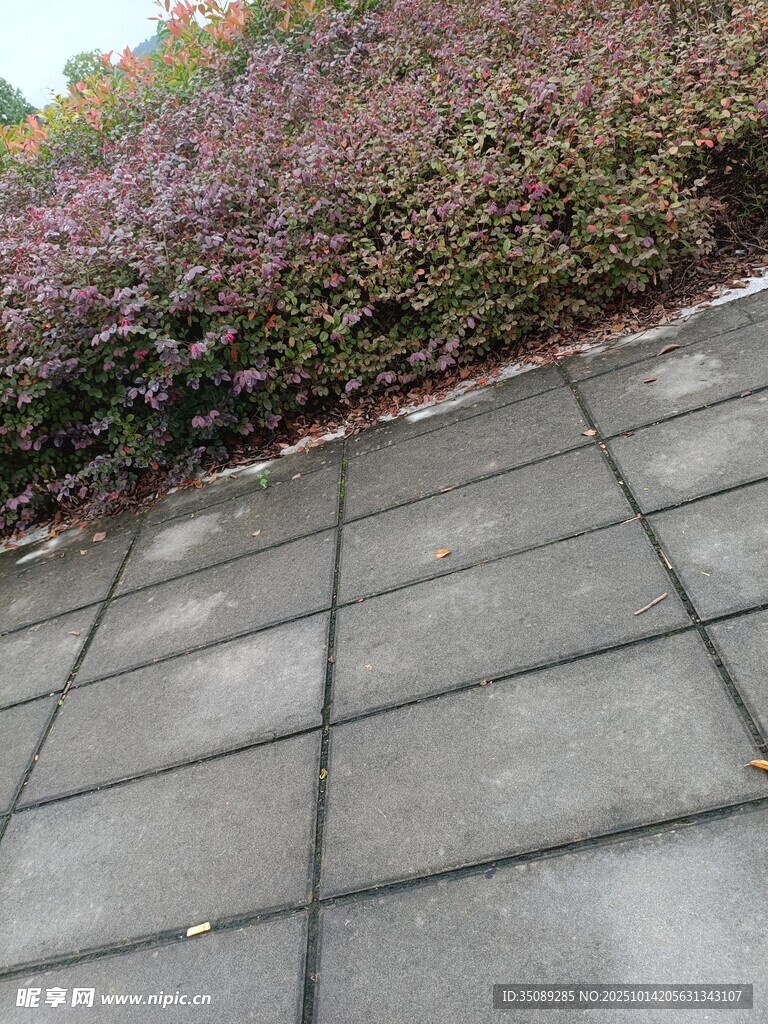 石板小径旁的多彩植被