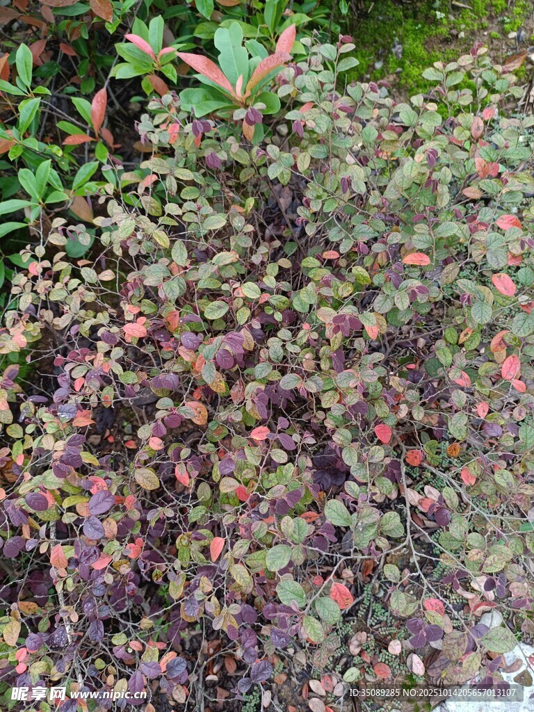 紫叶植物特写