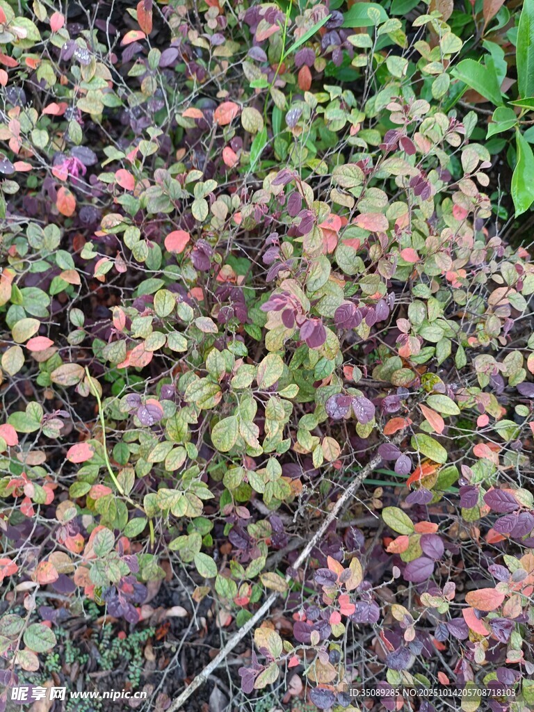 多彩植物叶片特写