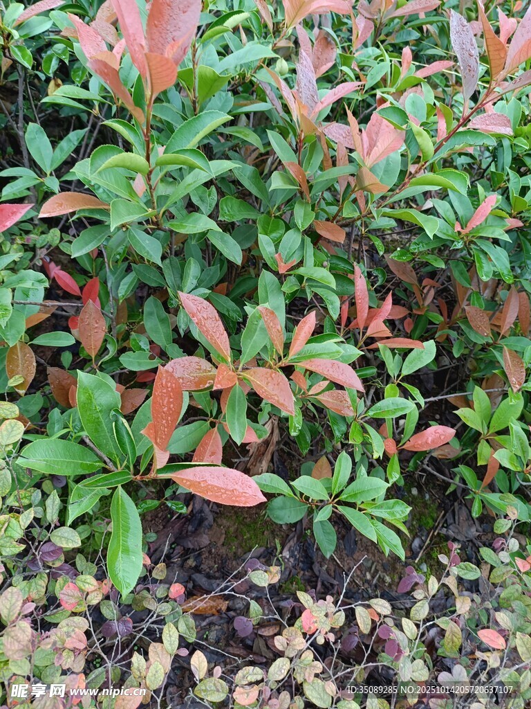 红叶绿植特写