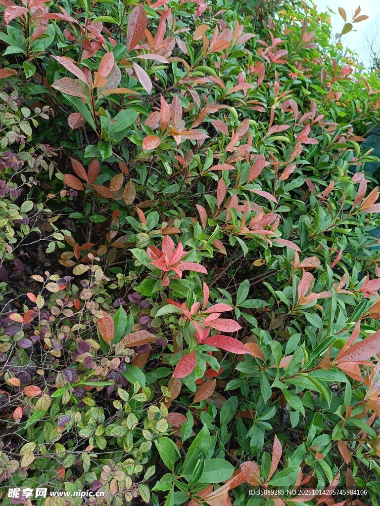 红叶绿植自然景致一角