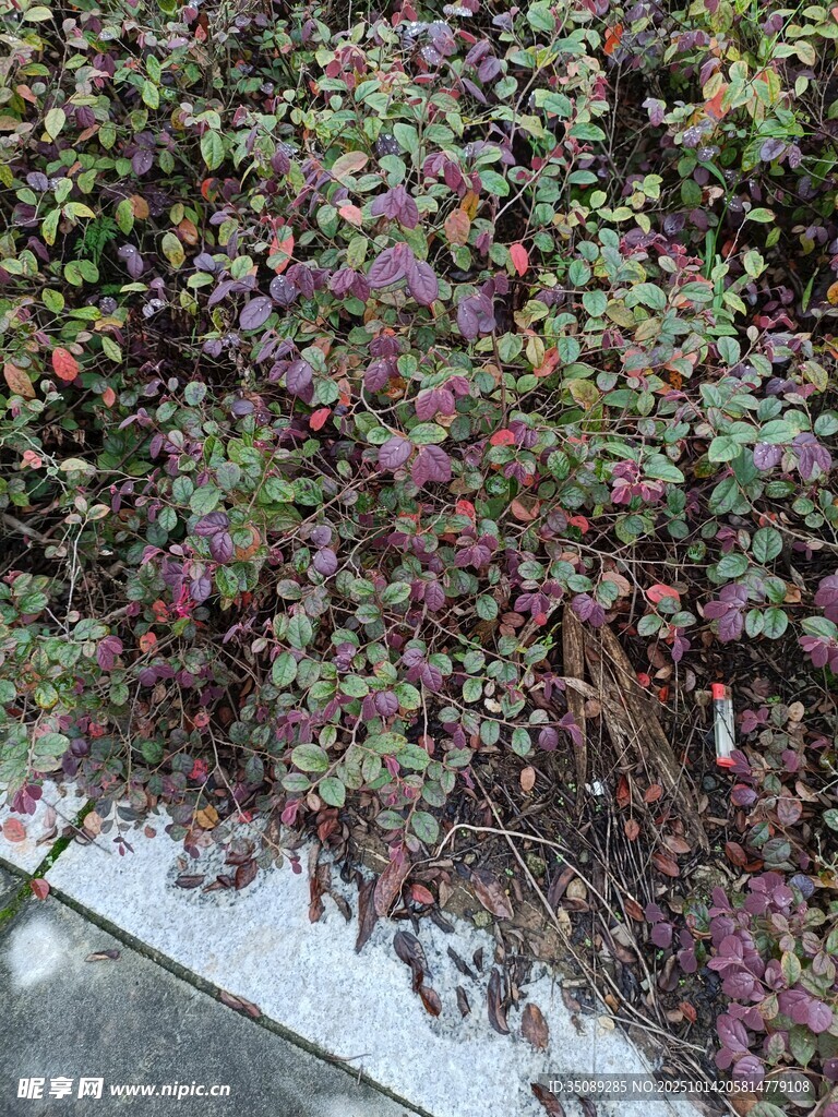 多彩繁茂植物景观