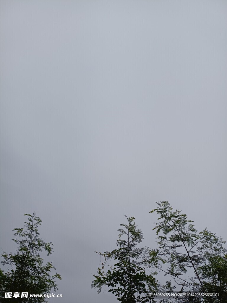 树梢之上的灰蒙天空