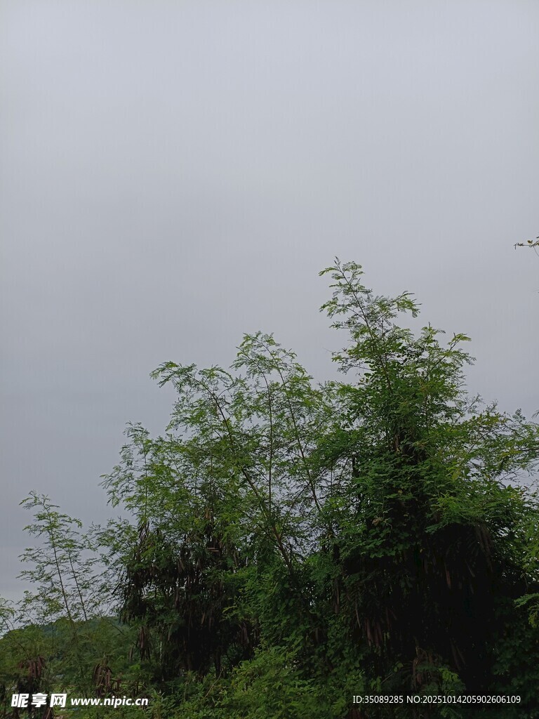 天空下的葱郁绿植
