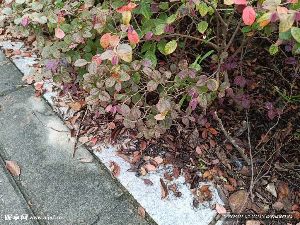 路边多彩植物景观