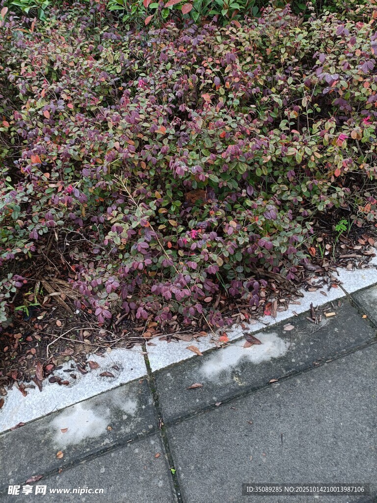 路边多彩低矮植物景观