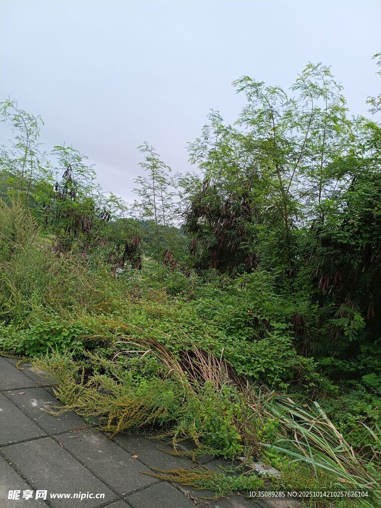 路边繁茂的野生植被