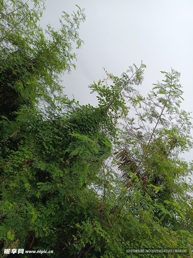 繁茂绿植展现自然生机