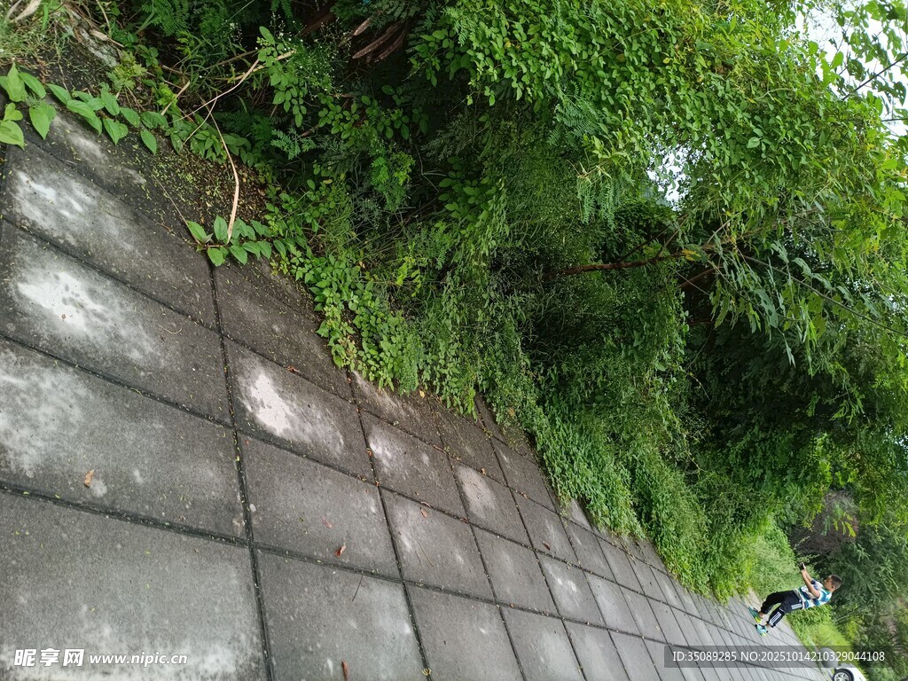 石墙边的繁茂绿植