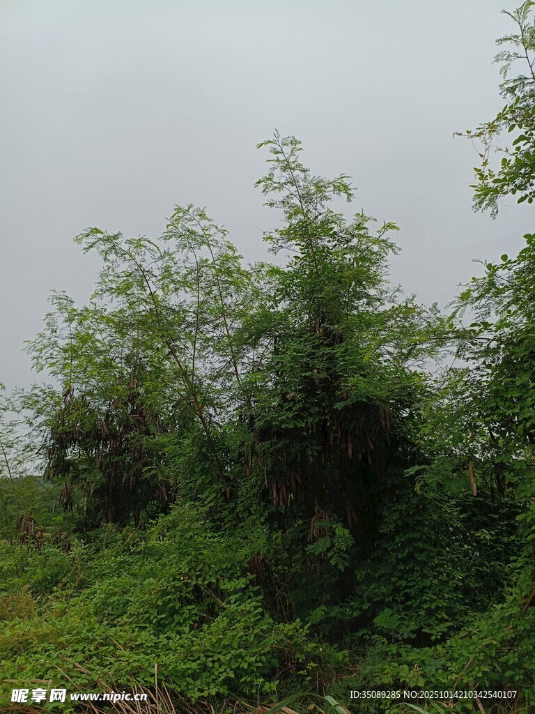 野外繁茂绿植景观