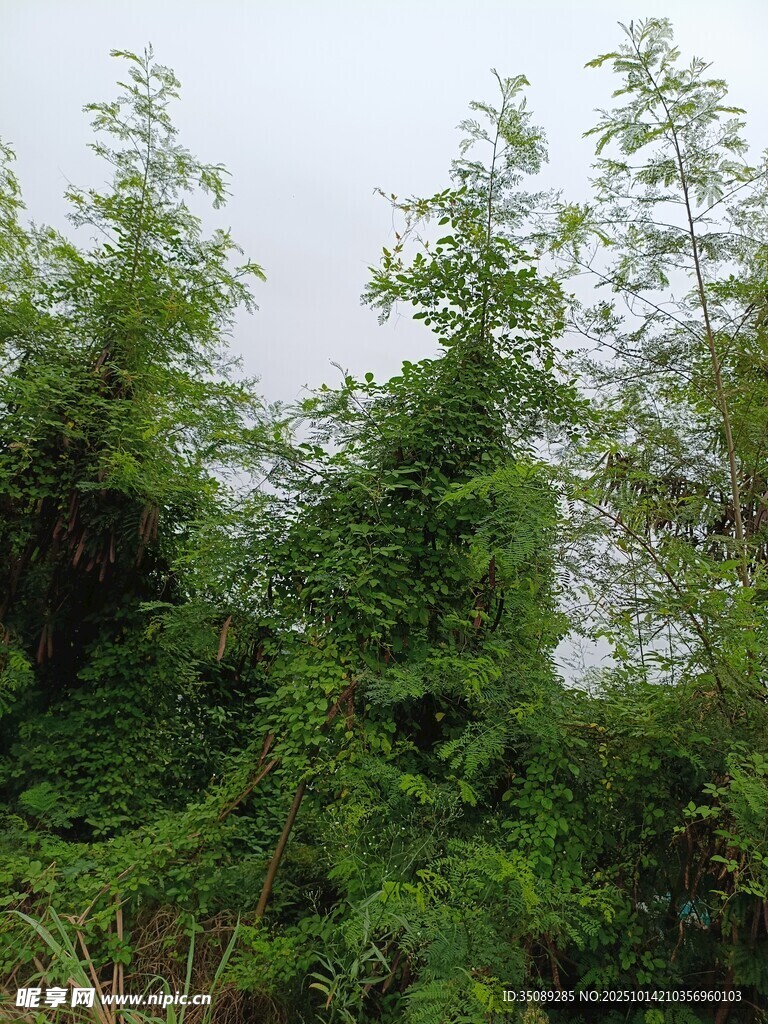 茂密丛林绿意盎然