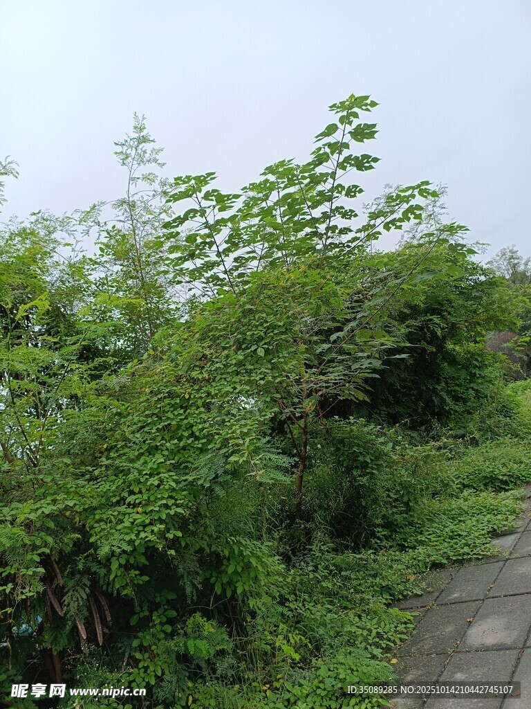 小径旁繁茂的绿色植物
