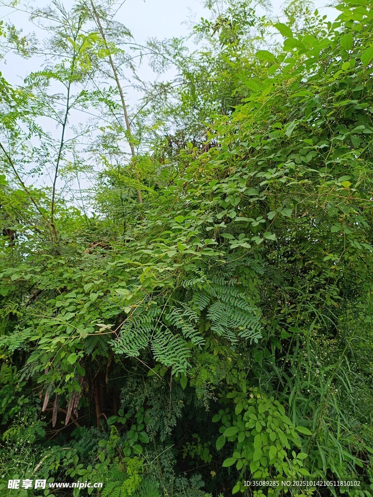 繁茂绿植景观