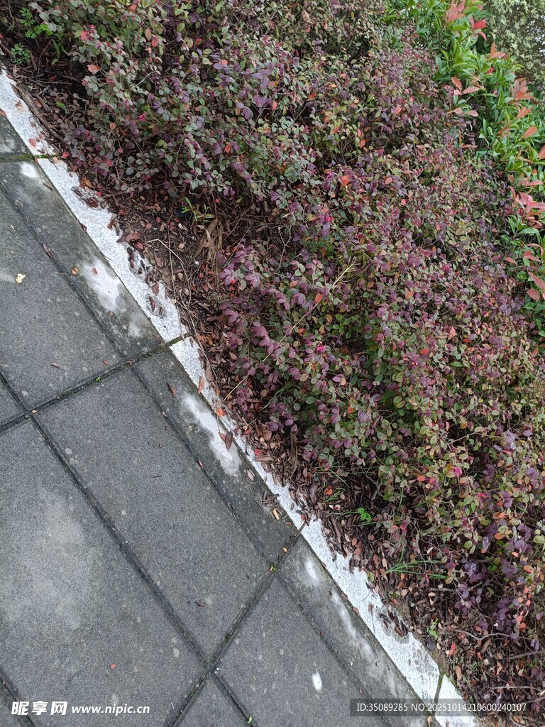路边紫色植物景观