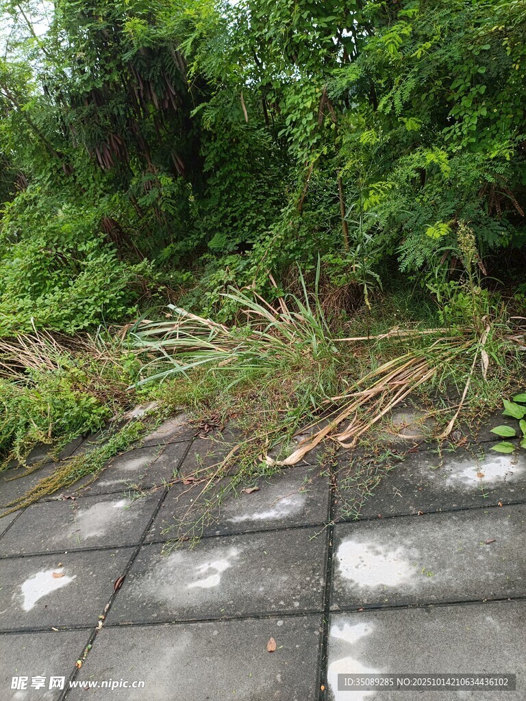 石板路旁的繁茂绿植