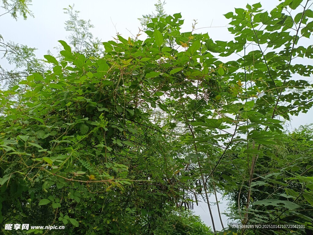 翠绿繁茂的户外绿植景观